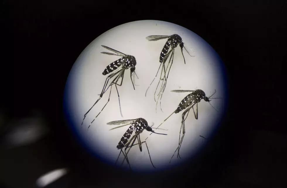 More West Nile Found