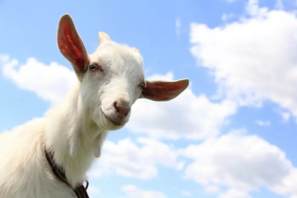 Goatpocalypse? Over 100 Goats Eat Neighborhood’s Landscape