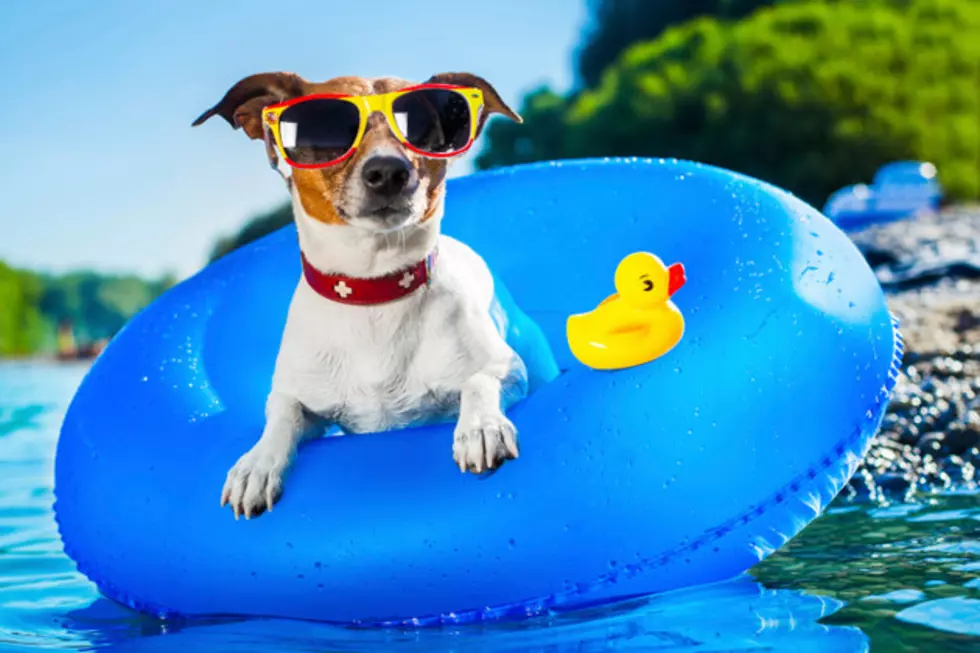 Let Your Pup Splash For Free Today at Natatorium Pool