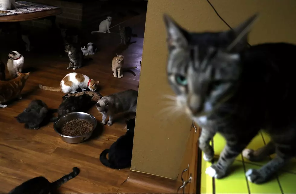 Woman Hoarding Over 60 Cats in Boise Motel Room
