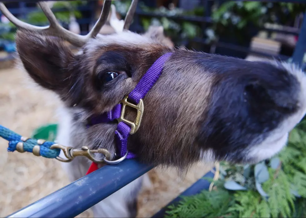 Santa’s Reindeer Have Landed in Boise