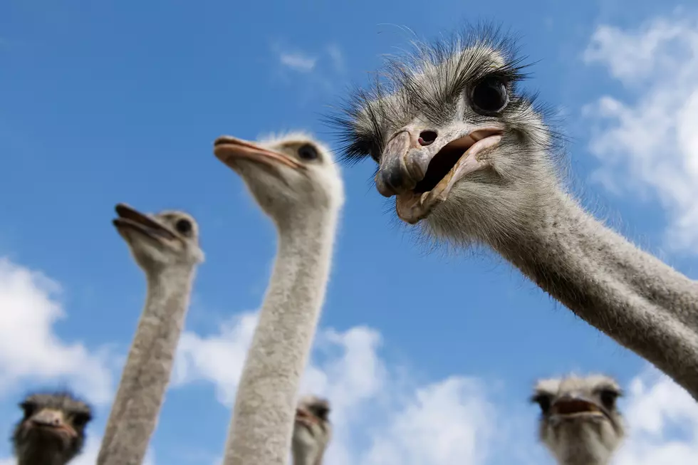 The Kuna Ostrich Farm that Hopes to Change the Game