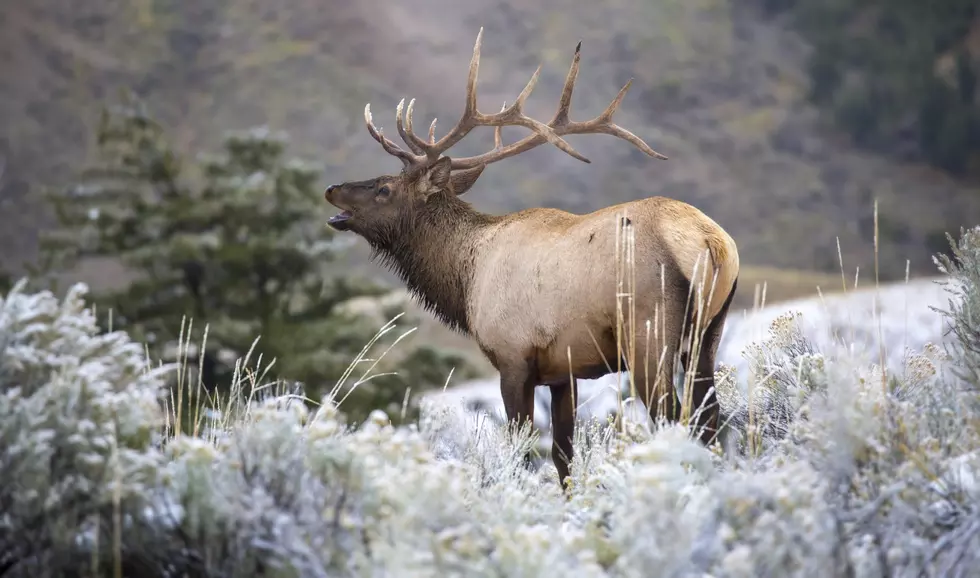 Fatal Elk Hoof Disease Hits Idaho