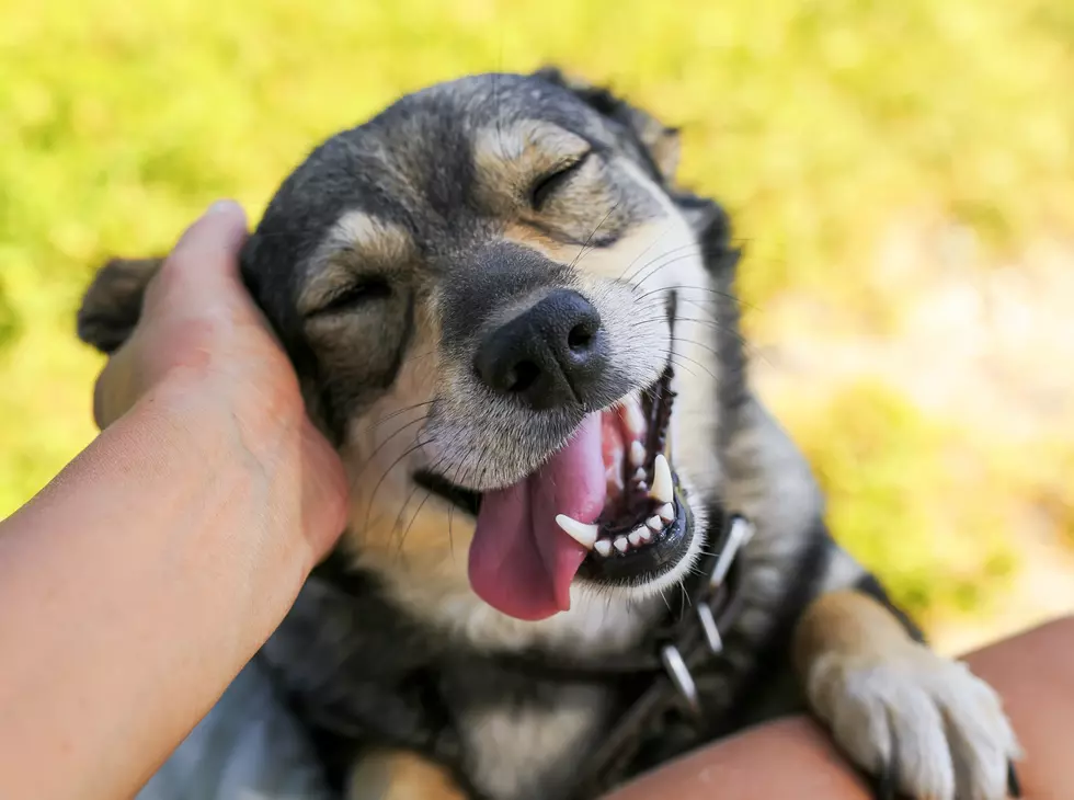 TMSG: Family Reunited With Dog 2 Months After Tornadoes Destroyed Their Home