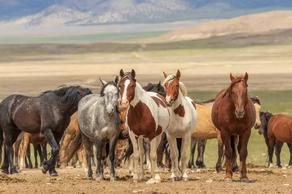 Bureau of Land Management Releasing 11 Wild Horses Near Glenns Ferry