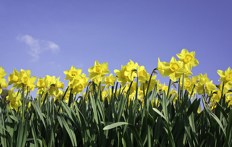 Boise’s ‘Field of Daffodils’ Honors Holocaust Victims