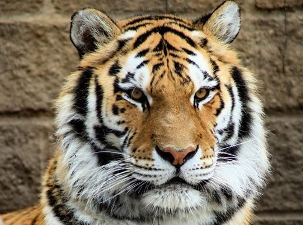 Zoo Boise Getting Endangered Siberian Tiger