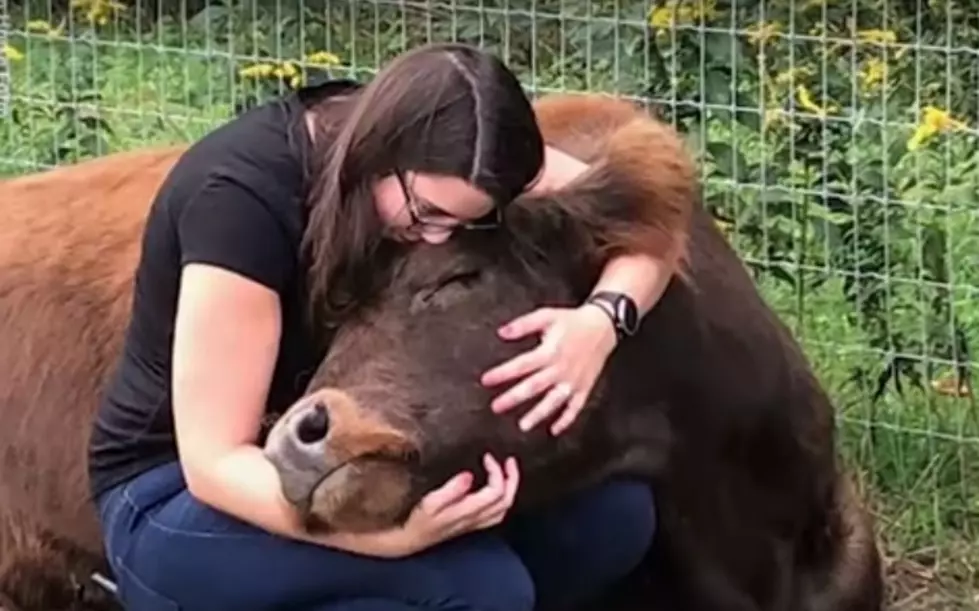 Will Idaho Bed & Breakfast Offer Cow Cuddling