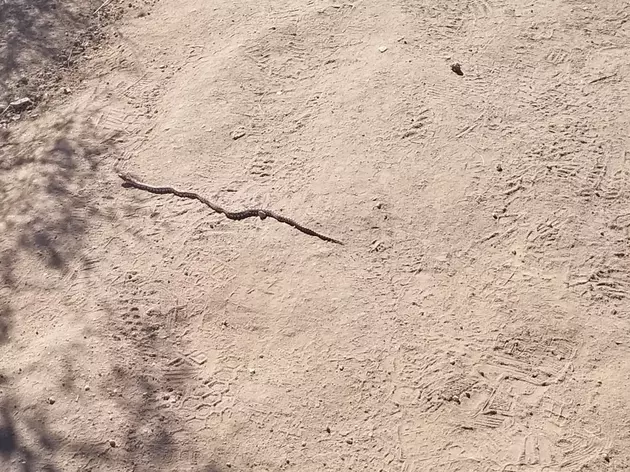 The GIGANTIC Snake on Table Rock Trail