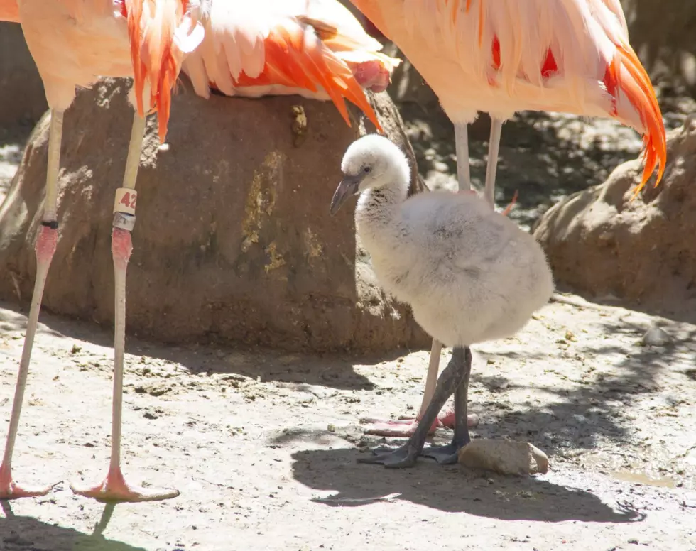 Zoo Boise&#8217;s Spooktacular Events Coming Up