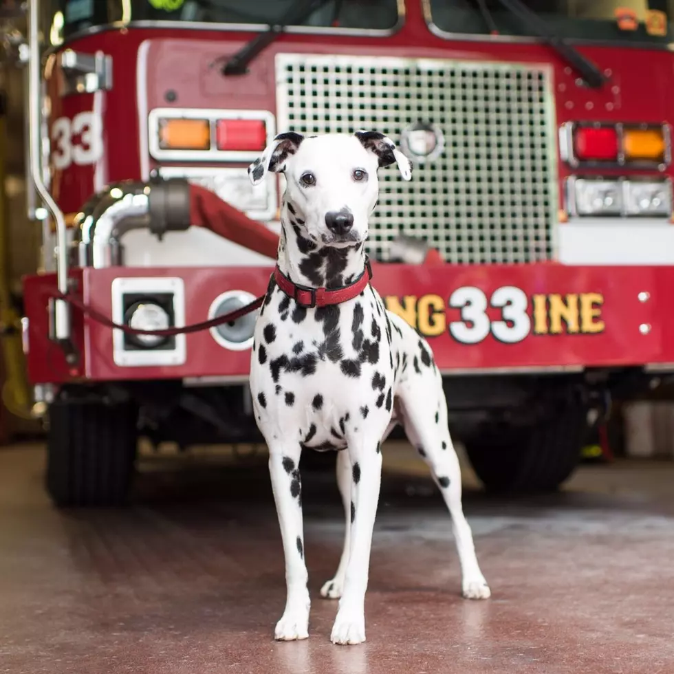 TMSG: Firefighters Rescue Six Dogs From Burning Building