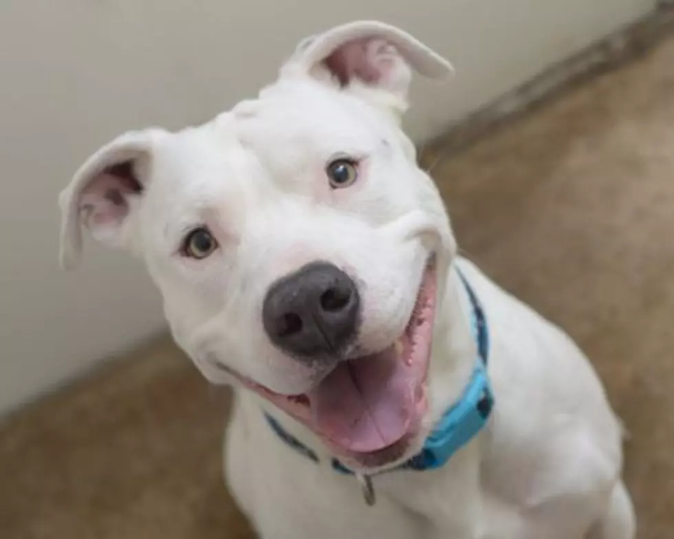 TMSG: After 400 Days In Shelter, Pit Bull Finally Finds Forever Home