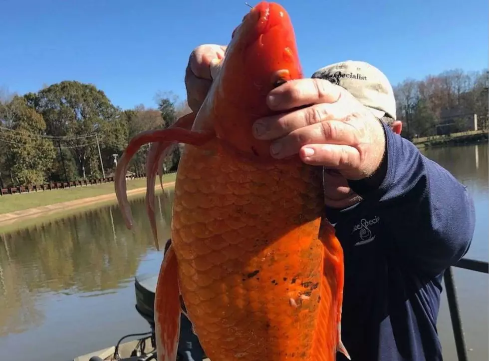 HUGE Goldfish Found in Lake