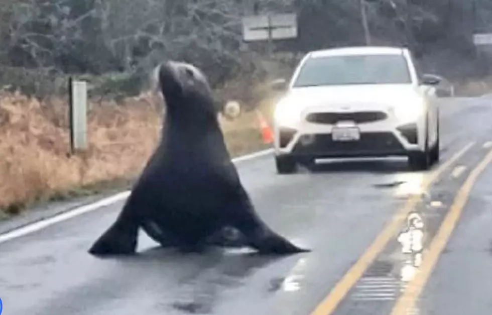 Utah’s Overpass for Animals & A Washington Sea Lion Takes Over Highway