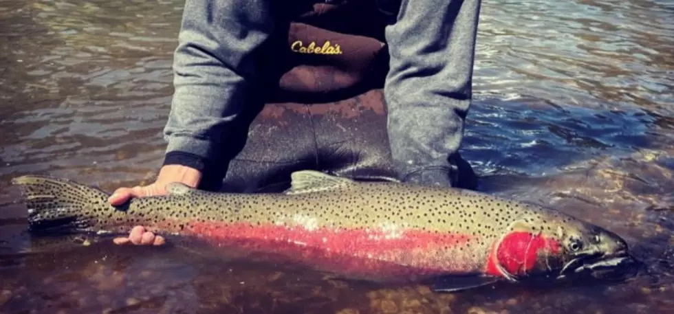Fishing Season is Here! Boise Man Catches 40&#8242; Steelhead