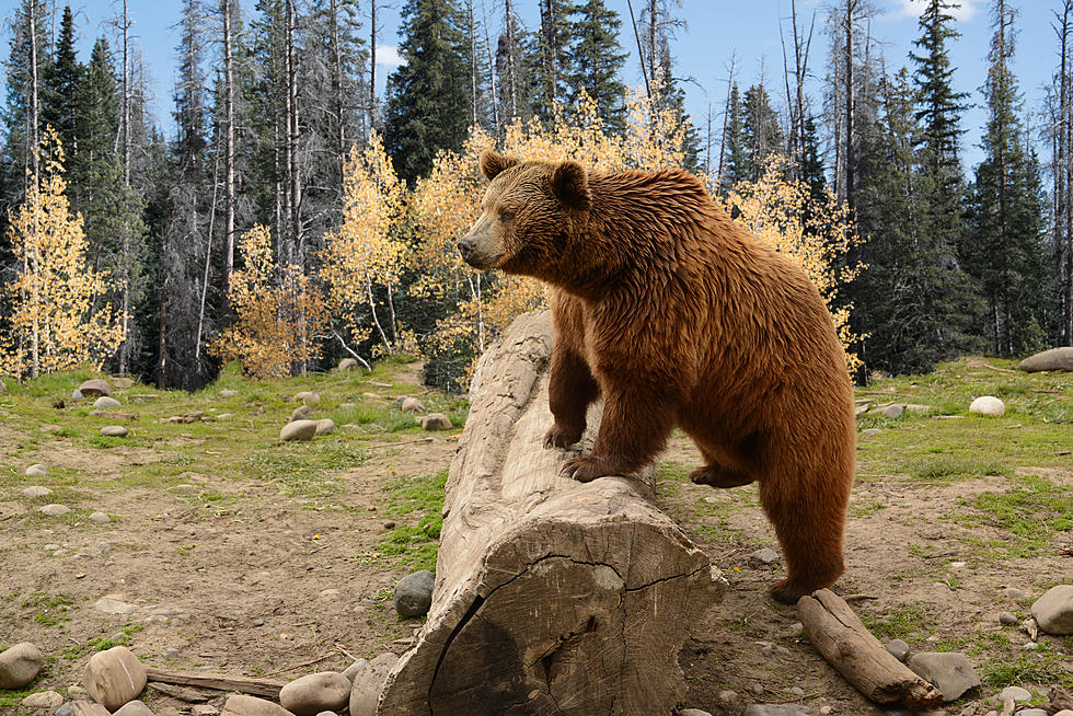 Would You Shove a Bear to Save Your Dogs? This Girl Did