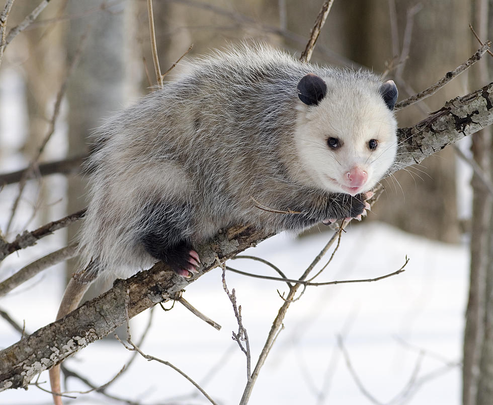 Sneak Peek: Bobby Attempts To Trap Opossum Underneath A House