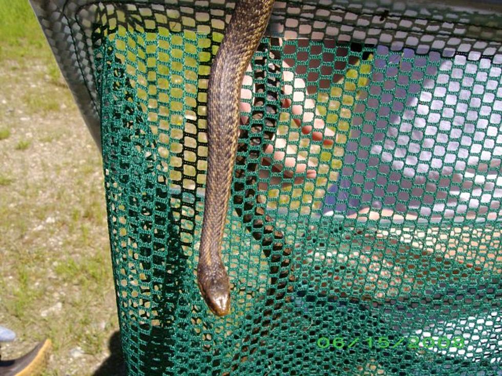 Snake in our shower!, We set him free in our back yard. Vid…