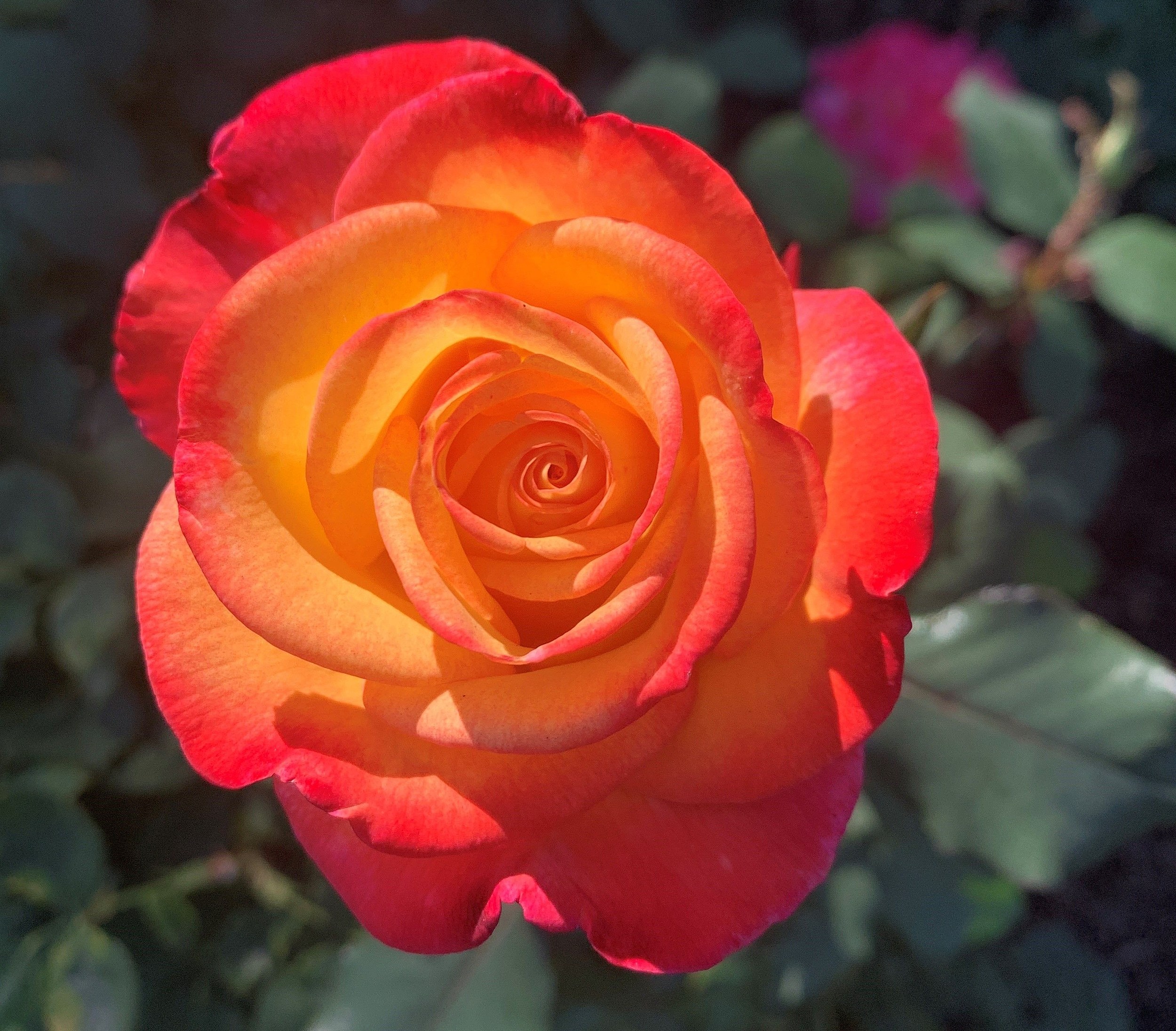 Roses At Julia Davis Park Are In Bloom And Beautiful Gallery
