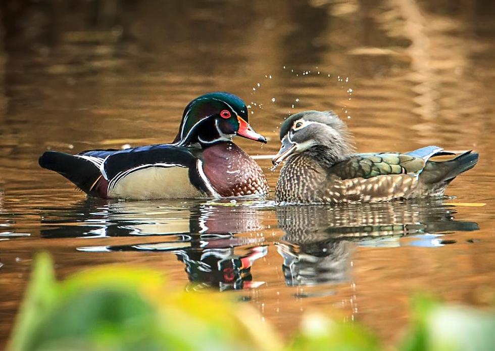 Help Solve The Duck Massacre Near Lake Lowell In Idaho