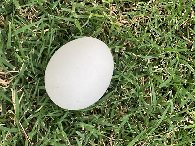 Is It Bad Luck to Find an Egg In Your Yard?