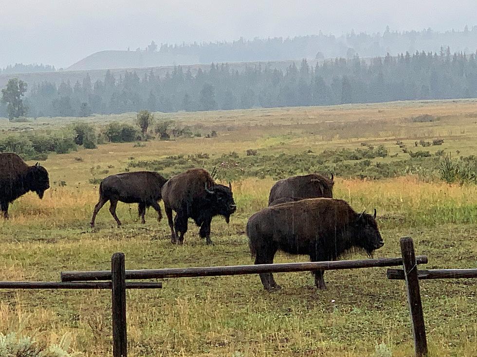 Idaho Man Charged With Drinking And Kicking A Bison