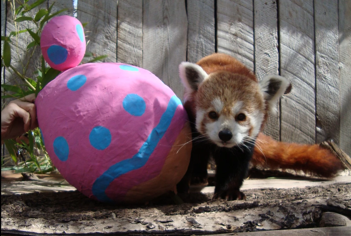 After Two Years, Zoo Boise's Easter EGGstravaganza is Back
