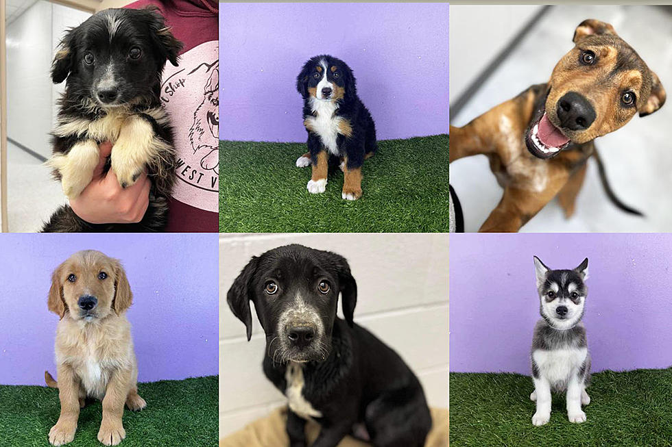 These Boise Puppies Are Ready to Go Home! Happy National Puppy Day