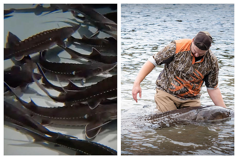 Do you fish in Idaho? You need to know about this fish release!