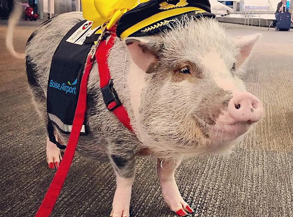 Boise Airport Hires a Pig For April Fools and Boise’s Response is Hilarious