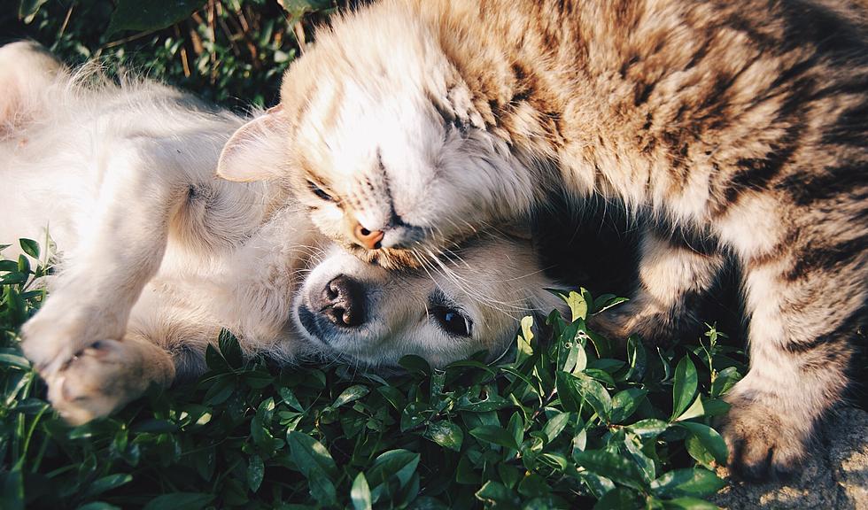 Adorable Pictures of Your Pets (Happy National Pet Day!)