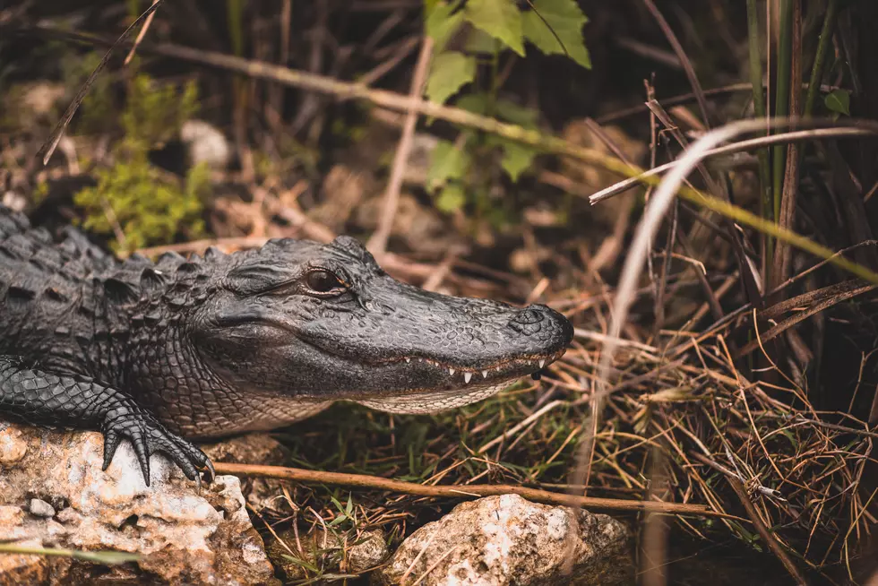 Idaho Attraction That Has Alligators is Perfect Weekend Getaway