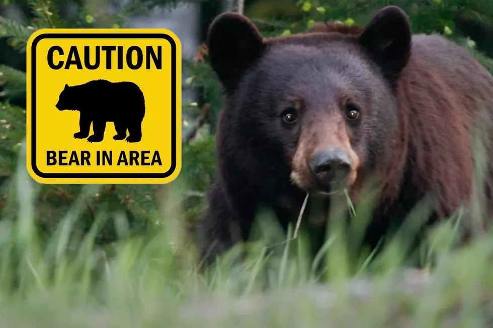 Warning: Bears Will Start Approaching California Homes