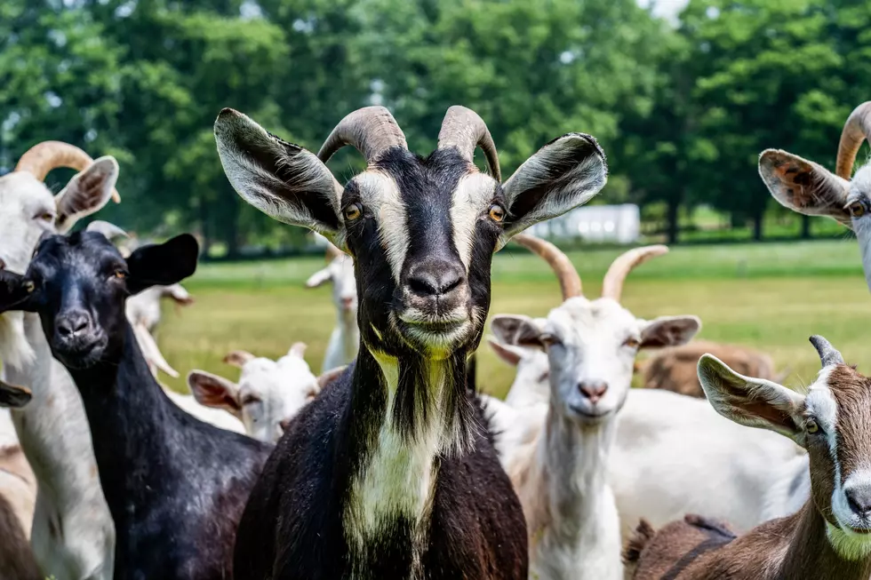 Idaho’s Ridiculous True Stories of How Ligers, Bees, Alligators, Goats, Snakes and Beavers in Made National Headlines