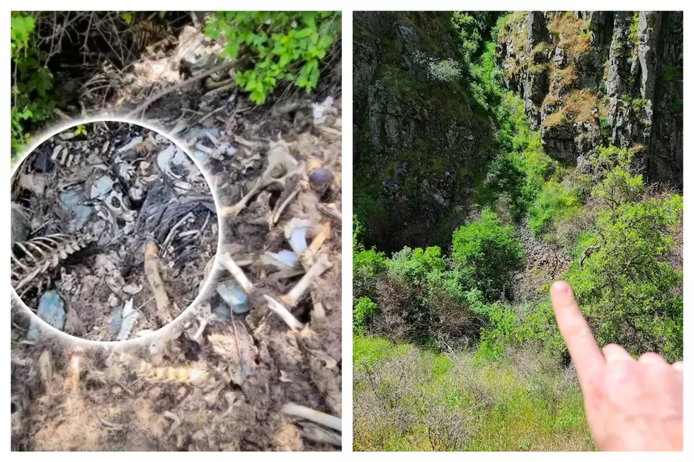 Poor Elk, Fish & Game Just Found an “Elk Boneyard” on Craig Mountain