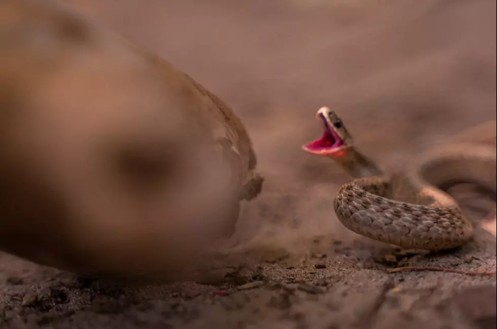 Idaho Has Some Native Venomous Snakes You Should Know About