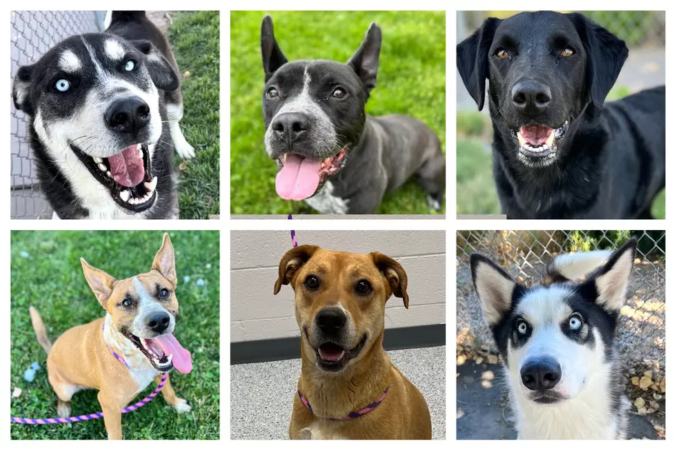 Today is DOGust 1st & These Adorable Boise Dogs Are Available...