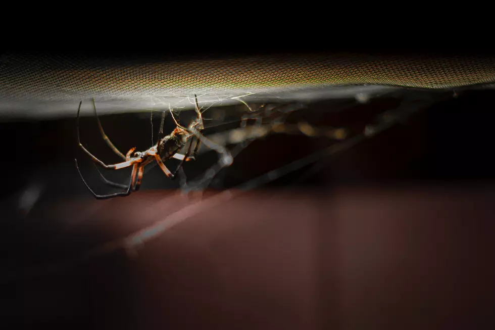 Hundreds of Annoying Bugs Living Their Best Lives in Hot Idaho Summer