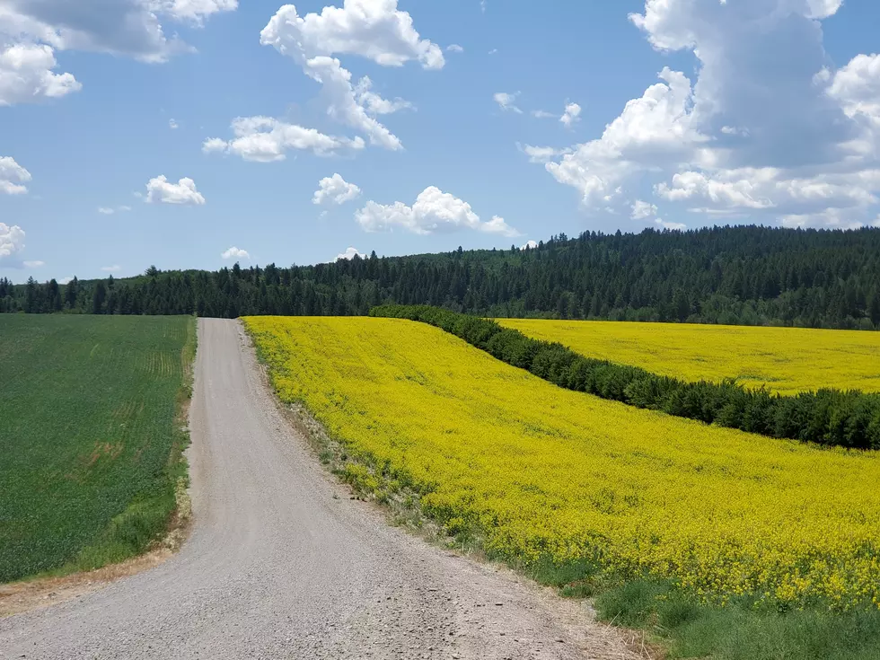 The #1 Most Valuable Crop Produced in Idaho is NOT Potatoes...