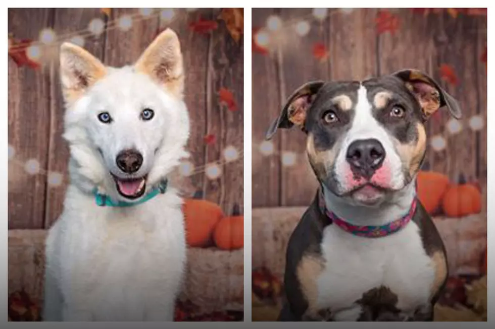 Enjoy Fall in Idaho with a New Furry Best Friend! 80+ Dogs in Boise Shelters
