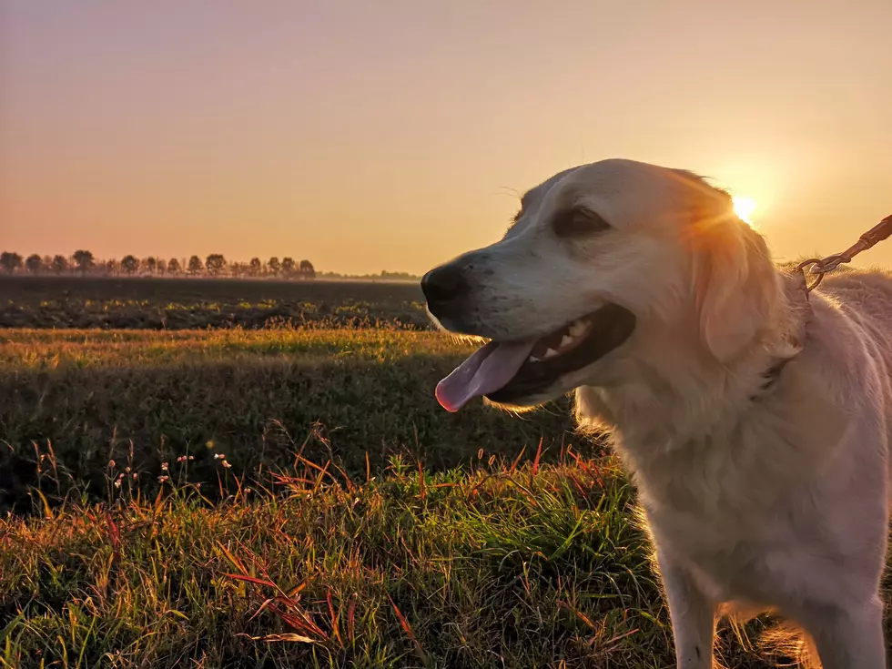 5 Fun Things to Do with Your Dogs Over the Weekend