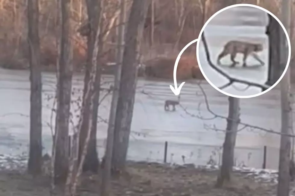 Need Your Help, Bobcat or Mountain Lion In Boise Backyard [Video]