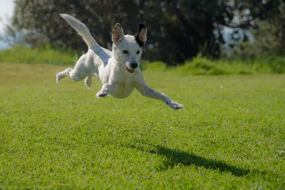 More Dog Parks in Nampa (They Said) It'll Be Fun (They Said)