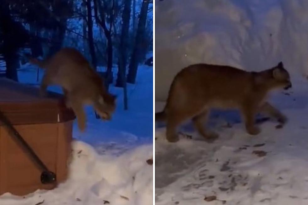 Footage of 4 Mountain Lions on Hot Tub In Sun Valley [Video]