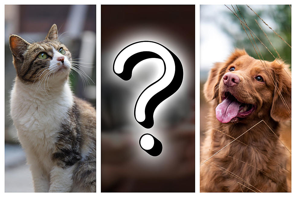 What Animal is Idaho’s Most Popular Pet (Other Than Cats & Dogs)?