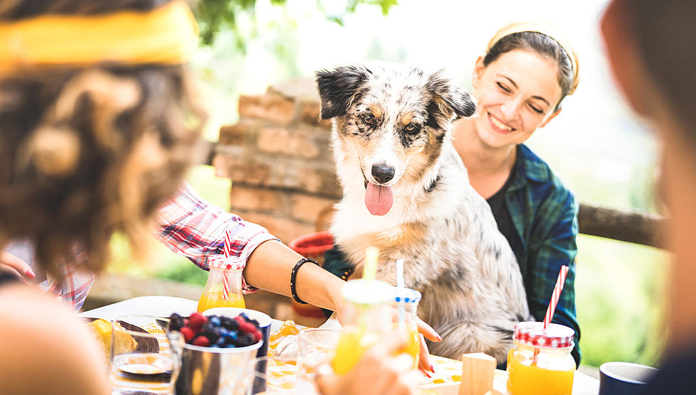 10 Best Ways to Celebrate Your Pet & National Pet Day in Boise