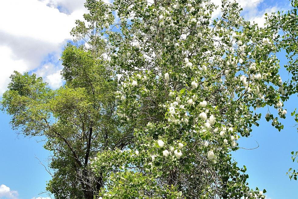 Those Annoying Fluffy White Balls In Boise Should Be Gone Soon