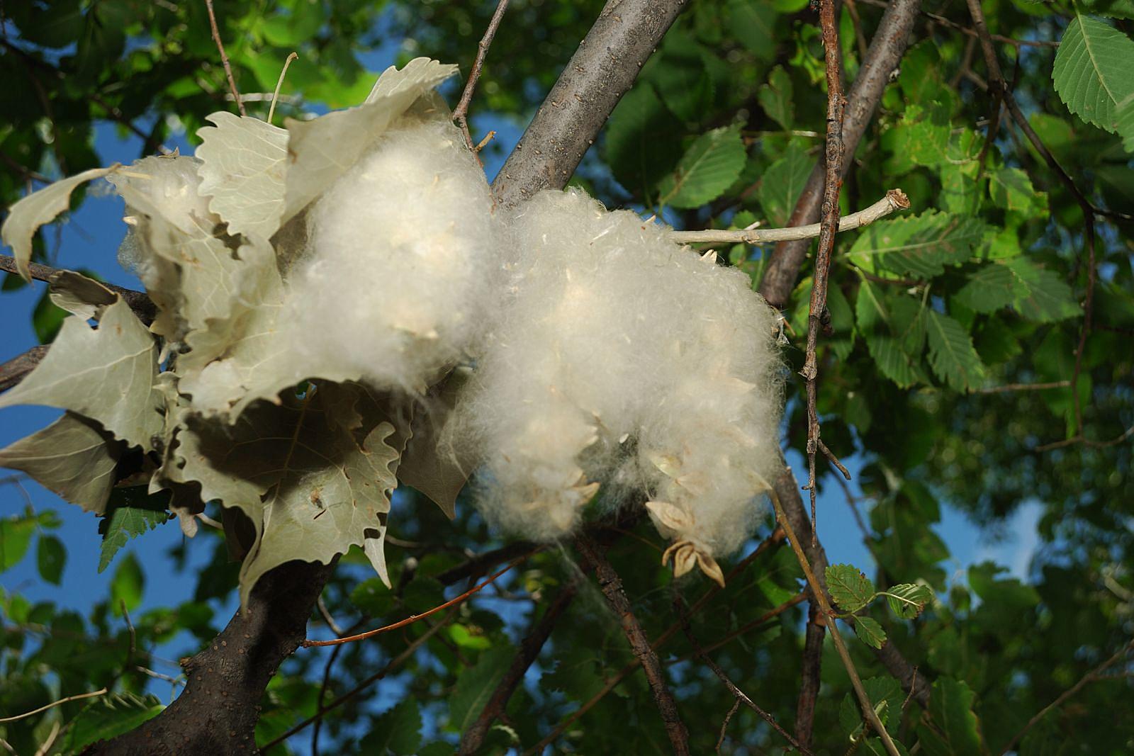 What the fluff? It's poplar cotton, and there's a lot this year