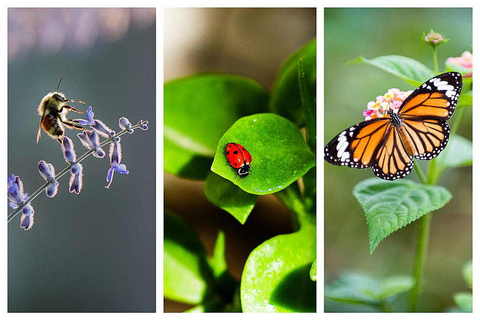 Quiz: Did You Know Idaho Has a State Insect and It&#8217;s Beautiful?