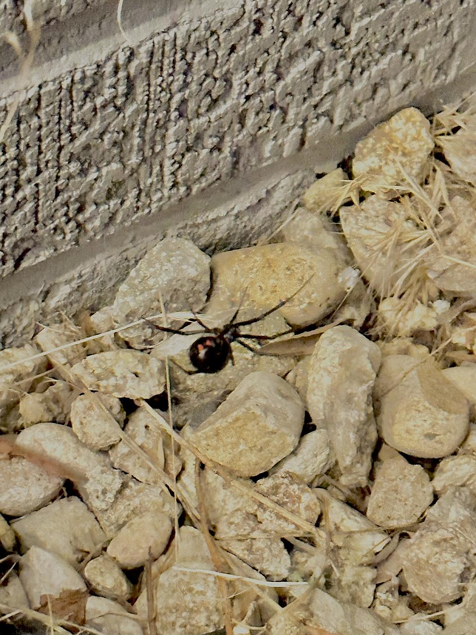 Black Widows Are Invading Idaho Homes And You Need To Be Prepared